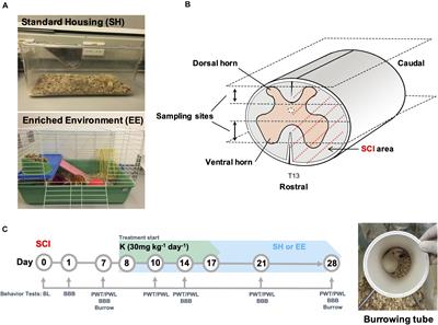 Additive Effects of Environmental Enrichment and Ketamine on Neuropathic Pain Relief by Reducing Glutamatergic Activation in Spinal Cord Injury in Rats